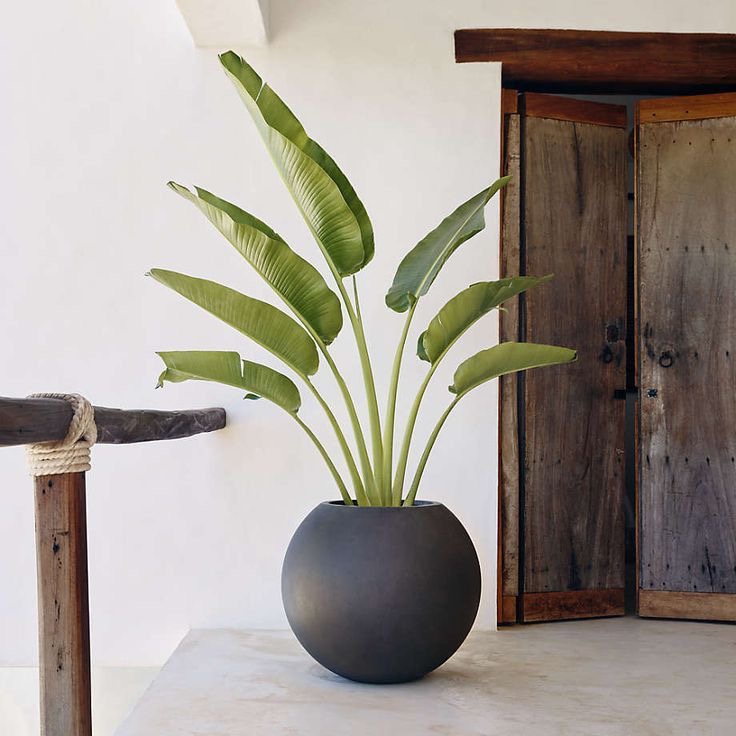 Küre Saksı 2